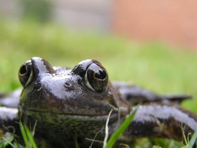 Frog (c) Jules Howard